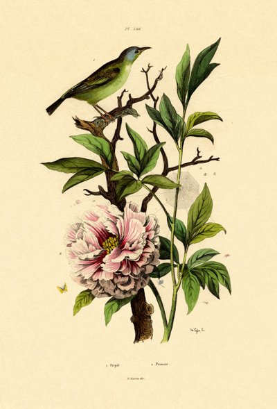 Blue Dacnis by French School